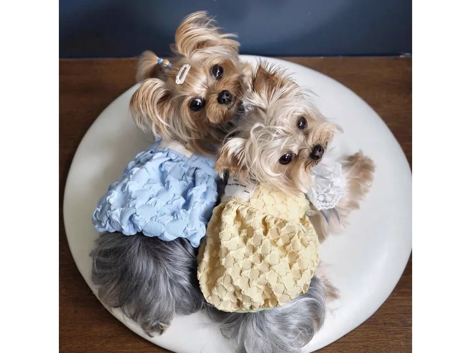 Two small dogs wearing blue and yellow lace suspender skirts, viewed from a high angle.