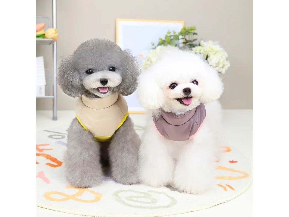 Two small dogs wearing quilted vests, seen from the front.