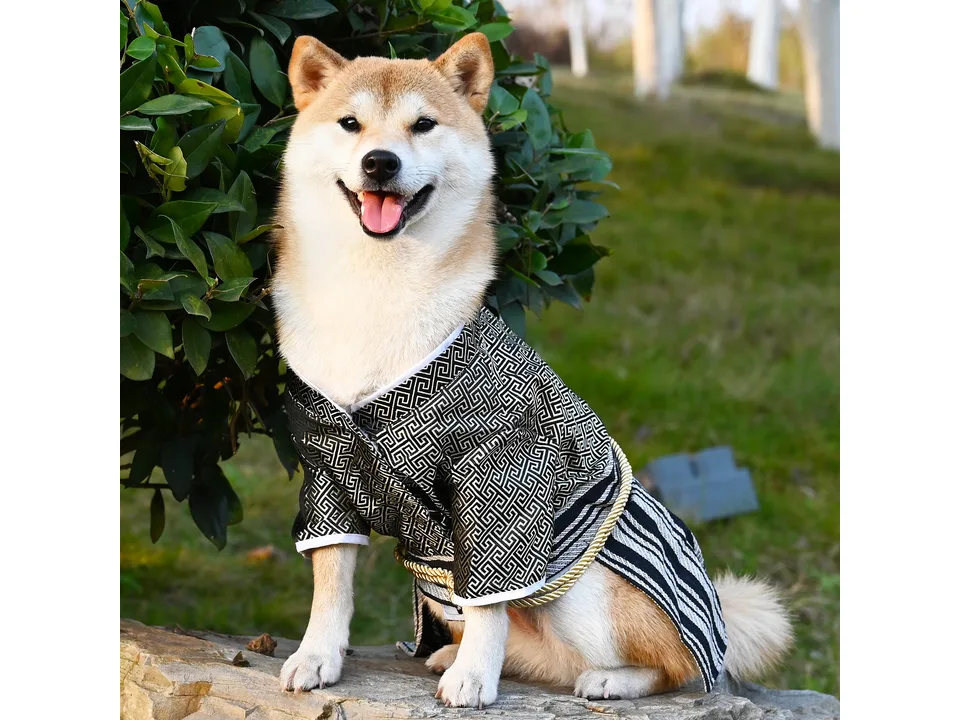 A Shiba Inu dog wearing a black and gold Japanese-style samurai costume standing outdoors.