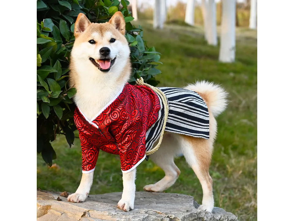 A Shiba Inu dog wearing a red and black Japanese-style samurai costume standing outdoors.
