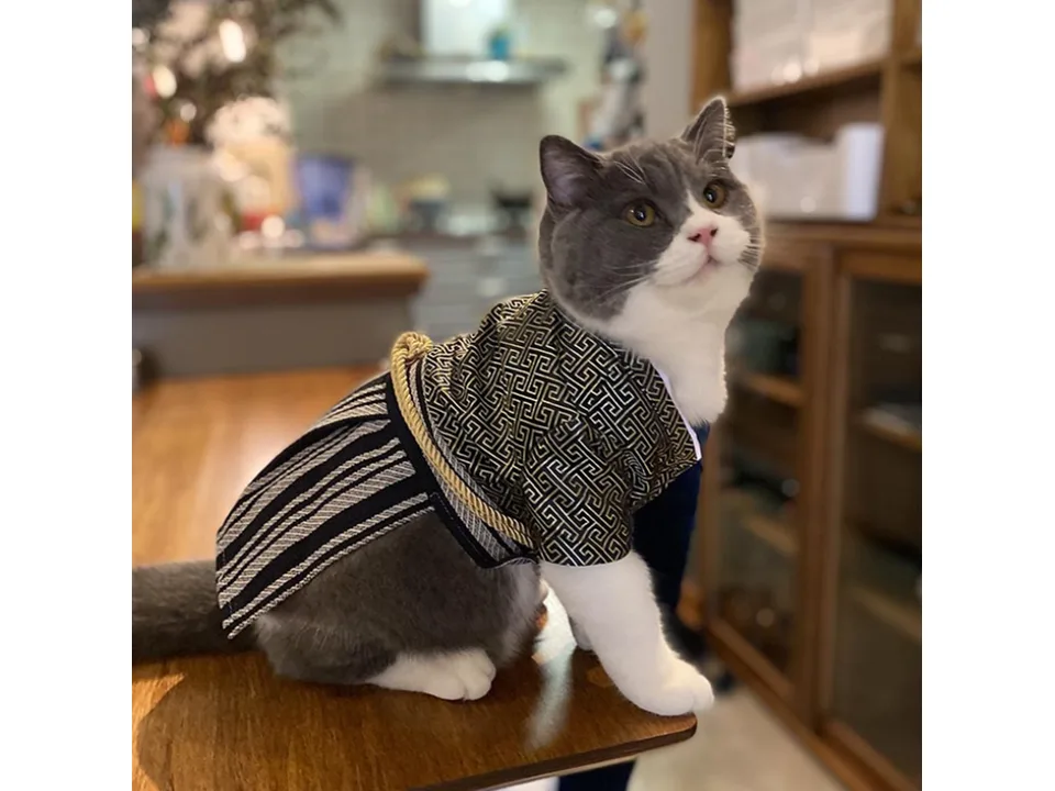 A grey and white cat wearing a black and gold Japanese-style samurai costume sitting on a table.