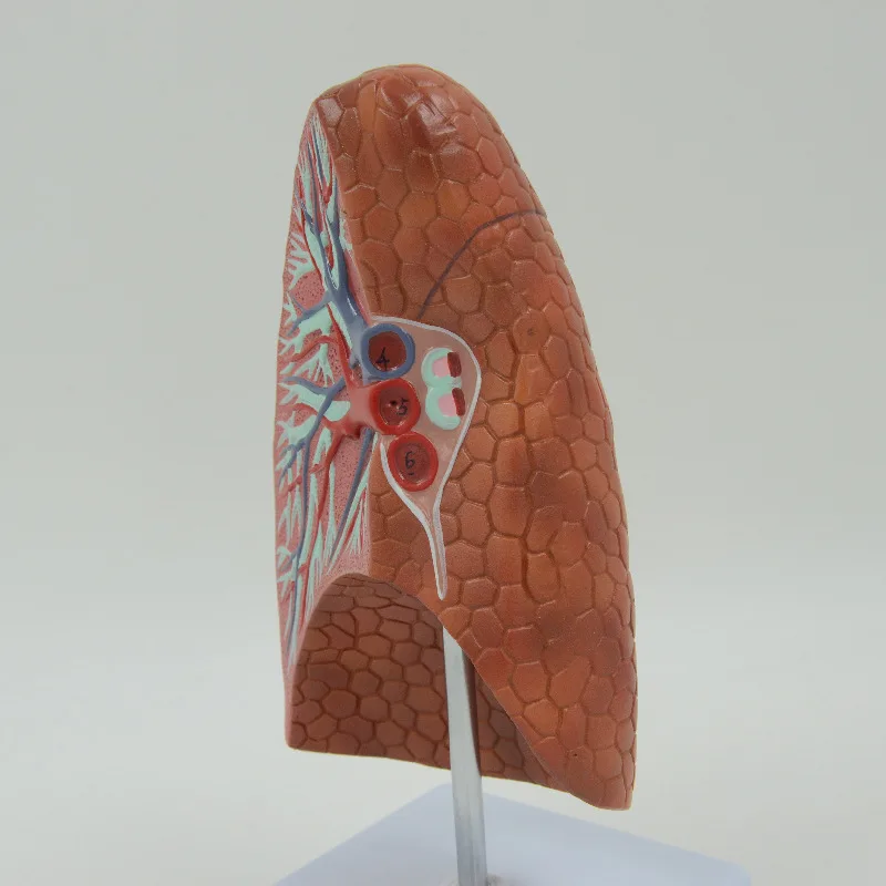 Human Lung Anatomical Model - PVC Teaching Aid, 11 x 11 x 28 cm — Red
