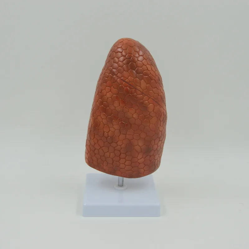 Human Lung Anatomical Model - PVC Teaching Aid, 11 x 11 x 28 cm